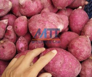 bột khoai lang tím